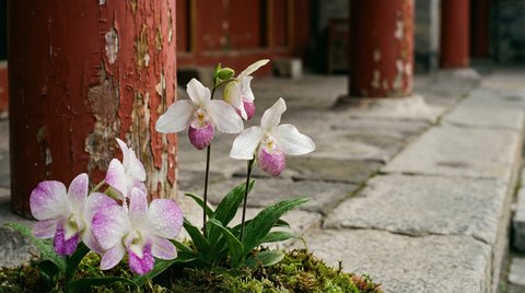 茄子视频植物测评视频